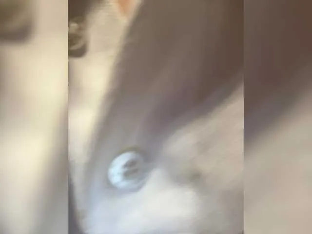 Annabelle11 from BongaCams