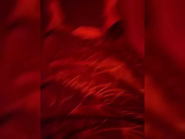 Sinful1239 from BongaCams