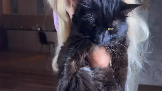 Erectioneering from StripChat is Freechat