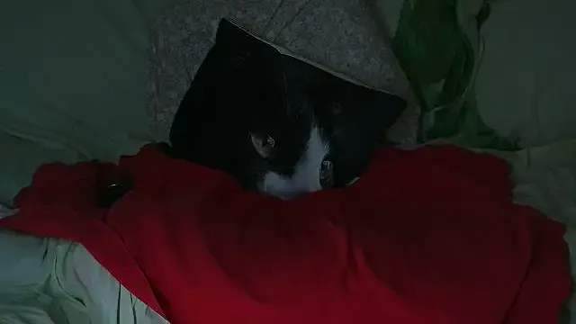 VeneRed from StripChat