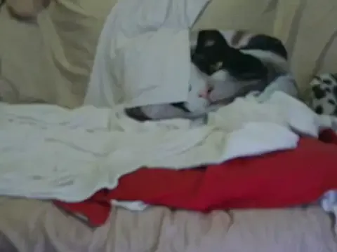 VeneRed from StripChat